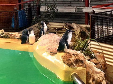 Penguin Island Tour With Dolphin And Sea Lion Cruise - New South Wales Tourism  4