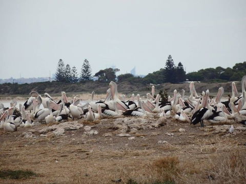 Penguin Island Tour With Dolphin And Sea Lion Cruise - New South Wales Tourism  5