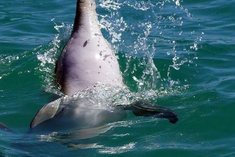 Penguin Island Tour With Dolphin And Sea Lion Cruise - New South Wales Tourism  1
