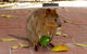 Rottnest Island With Bike Hire From Perth Or Fremantle - thumb 12