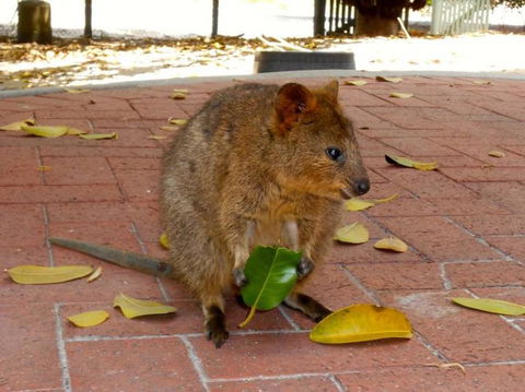 Rottnest Island With Bike Hire From Perth Or Fremantle - New South Wales Tourism  12