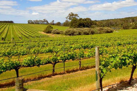 Full-Day Benedictine New Norcia & Swan Valley Winery - New South Wales Tourism  4