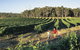 2-Day Margaret River Wine Experience From Perth - thumb 4