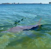 Bunbury Dolphins Discovery Tour - Fly From Perth - New South Wales Tourism 