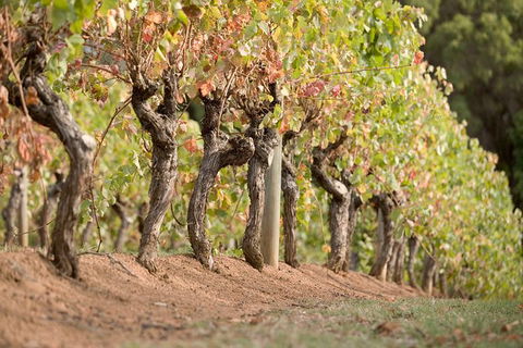 Vasse Felix Winery Tour And Tasting - New South Wales Tourism  3