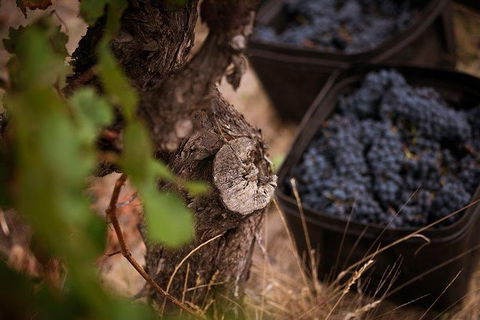 Vasse Felix Winery Tour And Tasting - New South Wales Tourism  4
