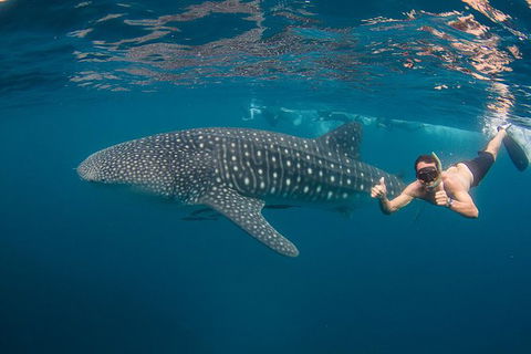Ningaloo Reef Whale Shark Snorkeling Adventure Apr-July - New South Wales Tourism  0