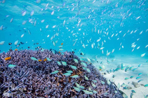 Ningaloo Reef Whale Shark Snorkeling Adventure Apr-July - New South Wales Tourism  6