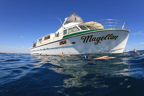 Ningaloo Reef Whale Shark Snorkeling Adventure Apr-July - New South Wales Tourism  13