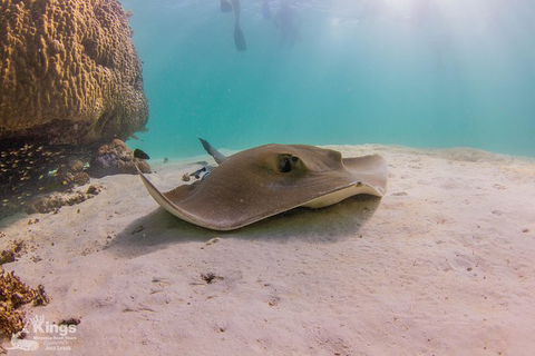 Ningaloo Reef Whale Shark Snorkeling Adventure Apr-July - New South Wales Tourism  12