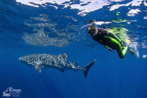 Ningaloo Reef Whale Shark Snorkeling Adventure Apr-July - New South Wales Tourism  10