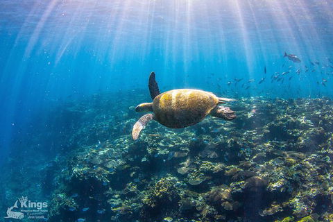Ningaloo Reef Whale Shark Snorkeling Adventure Apr-July - New South Wales Tourism  3