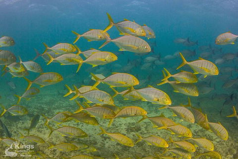 Ningaloo Reef Whale Shark Snorkeling Adventure Apr-July - New South Wales Tourism  5
