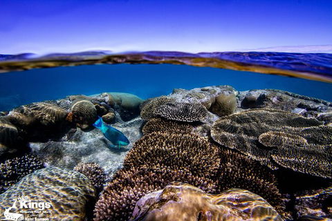 Ningaloo Reef Whale Shark Snorkeling Adventure Apr-July - New South Wales Tourism  8