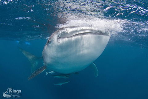 Ningaloo Reef Whale Shark Snorkeling Adventure Apr-July - New South Wales Tourism  9