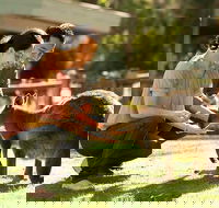 Very Best of Perth Tour - Wildlife Park  City Highlights Tour - New South Wales Tourism 