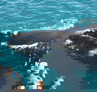 Augusta Whale Watching Eco Tour - New South Wales Tourism 