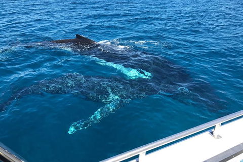 Busselton Whale Watching - New South Wales Tourism  0