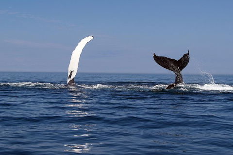 Busselton Whale Watching - New South Wales Tourism  1