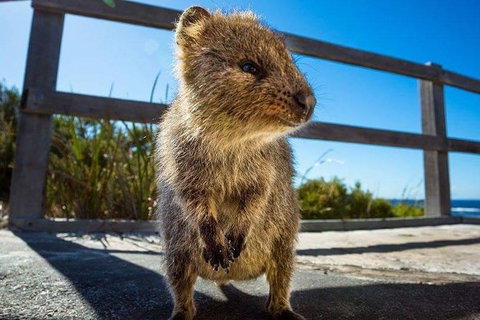 Full Day Sail To Rottnest Island From Fremantle - New South Wales Tourism  9