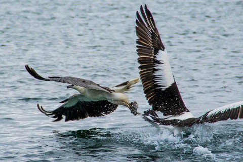 Albany Wildlife And Scenic Cruise - New South Wales Tourism  4
