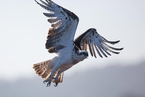 Albany Wildlife And Scenic Cruise - New South Wales Tourism  6