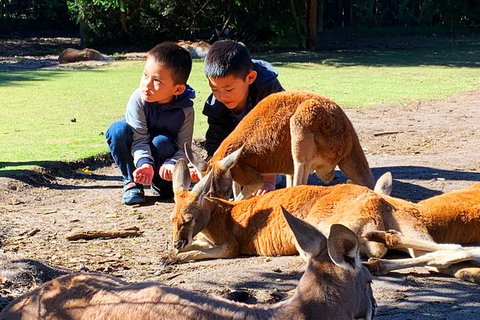 Caversham Wildlife Park, Old Guildford Town & Swan Valley Tour - New South Wales Tourism  0