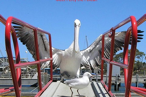 Kalgan Queen Scenic Cruises A Four Hour Sheltered Water Wildlife Tour Daily Fun. - New South Wales Tourism  4