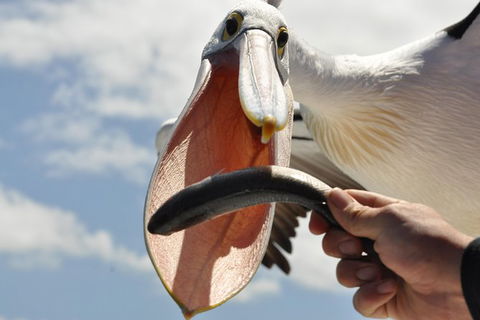 Kalgan Queen Scenic Cruises A Four Hour Sheltered Water Wildlife Tour Daily Fun. - New South Wales Tourism  5