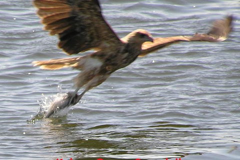 Kalgan Queen Scenic Cruises A Four Hour Sheltered Water Wildlife Tour Daily Fun. - New South Wales Tourism  6