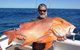 Montebello Island Fishing Charters - thumb 8
