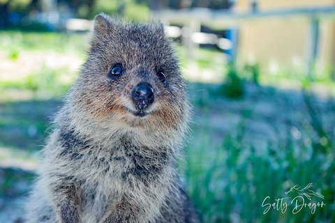 Snorkel And Visit The Gorgeous Rottnest Island - New South Wales Tourism  0