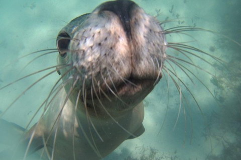 Snorkel And Visit The Gorgeous Rottnest Island - New South Wales Tourism  1