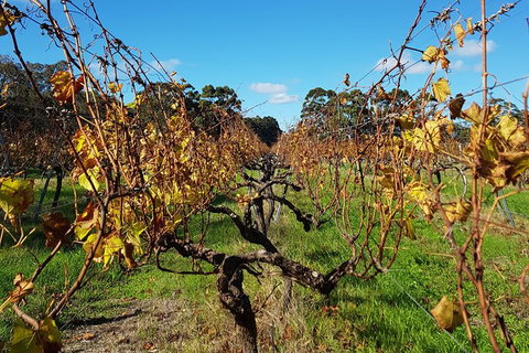 5 Hours Wineries, Coffee Tasting, Forest & Lunch At The Berry Farm - New South Wales Tourism  15