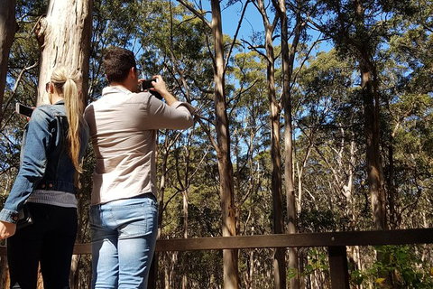 5 Hours Wineries, Coffee Tasting, Forest & Lunch At The Berry Farm - New South Wales Tourism  9