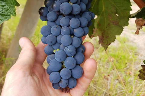 5 Hours Wineries, Coffee Tasting, Forest & Lunch At The Berry Farm - New South Wales Tourism  18