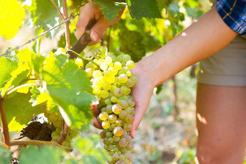 5 Hours Wineries, Coffee Tasting, Forest & Lunch At The Berry Farm - New South Wales Tourism  3