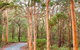 5 Hours Wineries, Coffee Tasting, Forest & Lunch At The Berry Farm - thumb 13