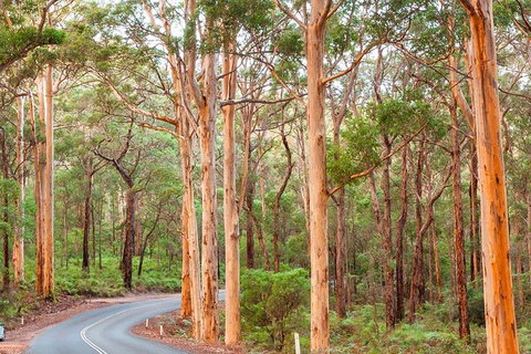 5 Hours Wineries, Coffee Tasting, Forest & Lunch At The Berry Farm - New South Wales Tourism  13