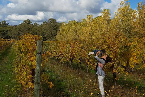 5 Hours Wineries, Coffee Tasting, Forest & Lunch At The Berry Farm - New South Wales Tourism  17
