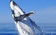 Whale Watching Tour - thumb 0