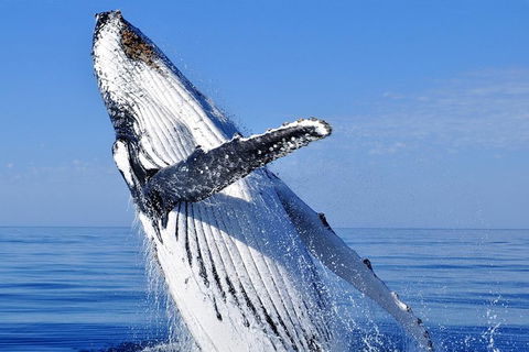 Whale Watching Tour - New South Wales Tourism  0