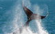 Whale Watching Tour - thumb 1