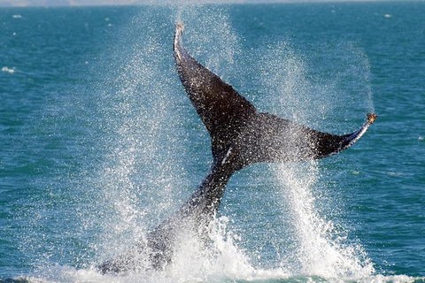 Whale Watching Tour - New South Wales Tourism  1