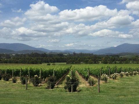 Yarra Valley Wine And Winery Tour From Melbourne - New South Wales Tourism  5