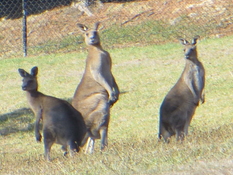 Yarra Valley Wine And Winery Tour From Melbourne - New South Wales Tourism  9