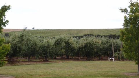 Yarra Valley Wine And Winery Tour From Melbourne - New South Wales Tourism  7