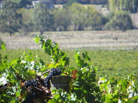 Yarra Valley Wine And Winery Tour From Melbourne - New South Wales Tourism  8