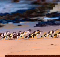 Phillip Island Penguin Parade Entry and Express Shuttle from Melbourne - New South Wales Tourism 