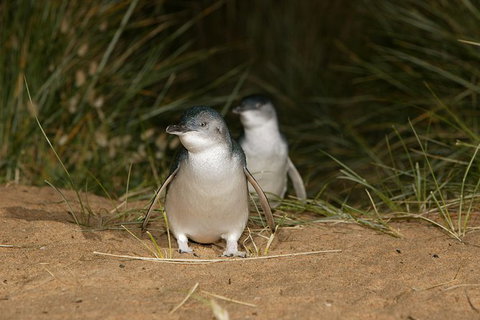 Small-Group Phillip Island Day Trip From Melbourne With Penguin Plus Viewing - New South Wales Tourism  8